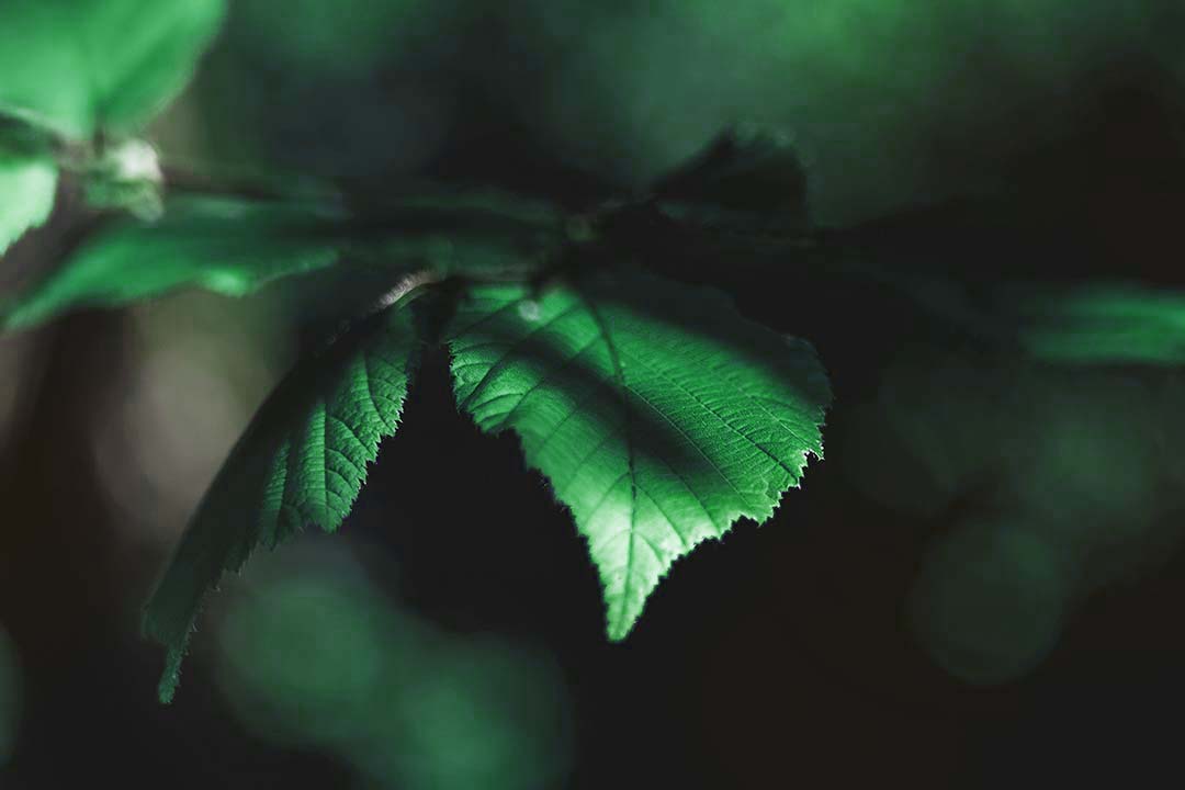 Image of leaf on blurred background